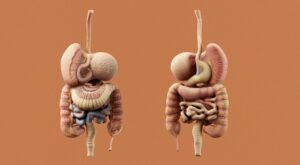 Read more about the article Gastroenterology Billing and Coding Guidelines: A Complete Guide for 2026